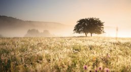 Psychosomatische Erkrankungen -