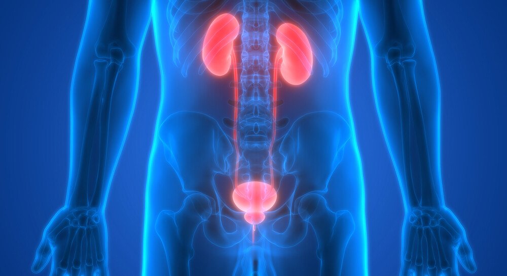 Простатит почки. Заболевания органов мочеполовой системы фото. Урология плакат. Мочевой пузырь 3д. Kidney 3d.