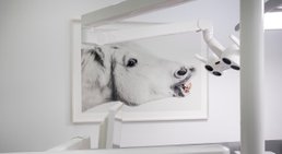 Dr. Andreas Quidenus, MSc - Zahnarzt Wien 1010