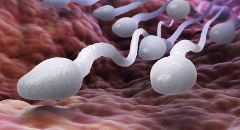 Verhütung (Vasektomie) - Priv.Doz. Dr. Markus Margreiter, FEBU, FECSM - Urologe Wien 1080