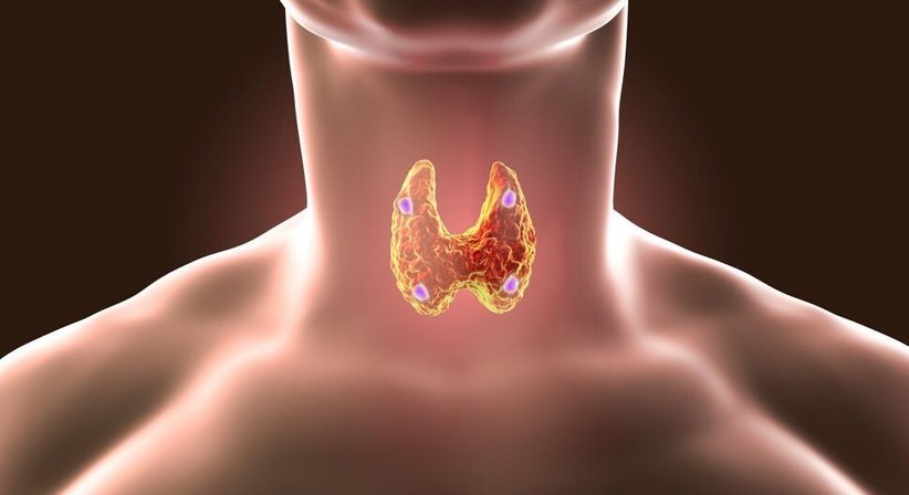 Schilddrüsen- und Nebenschilddrüsenerkrankungen - Priv.-Doz. Dr. Christian Muschitz - Internist Wien 1010