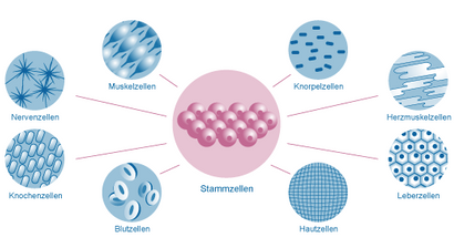 Stammzelltherapie