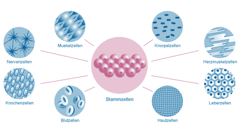 Stammzelltherapie - Priv.-Doz. Dr. Philipp Heuberer - Orthopäde Wien 1010